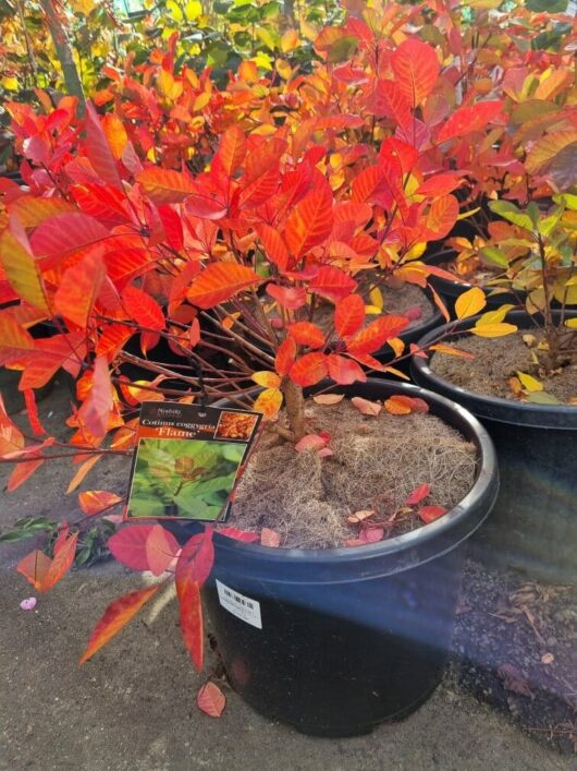 Cotinus 'Flame' Smoke Bush 12" Pot