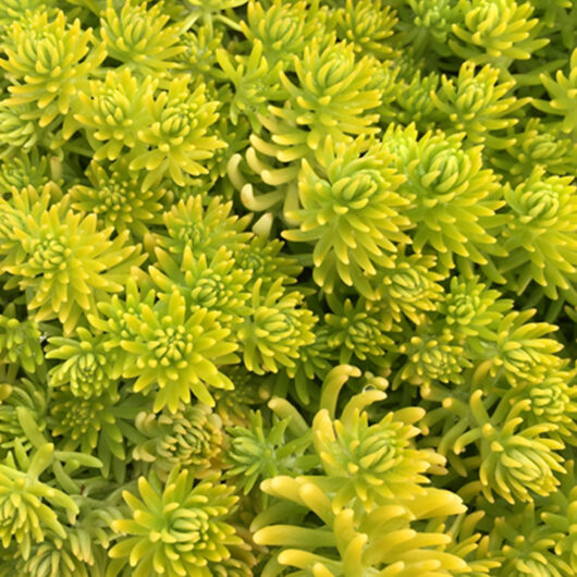 Sedum 'Gold Fairy Cushion'