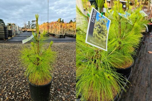 Pinus 'Mexican Weeping Pine' 6" Pot