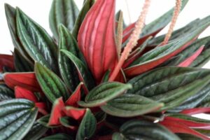 A close-up of a Peperomia 'Rosso®' 4" Pot, showcasing its vibrant green and red leaves.