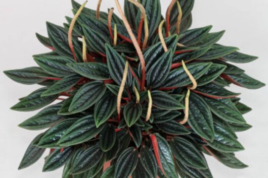 A close-up of a Peperomia 'Rosso®' 4" Pot reveals dark green leaves with red stems and small, curled, beige flowers sprouting in between the foliage.