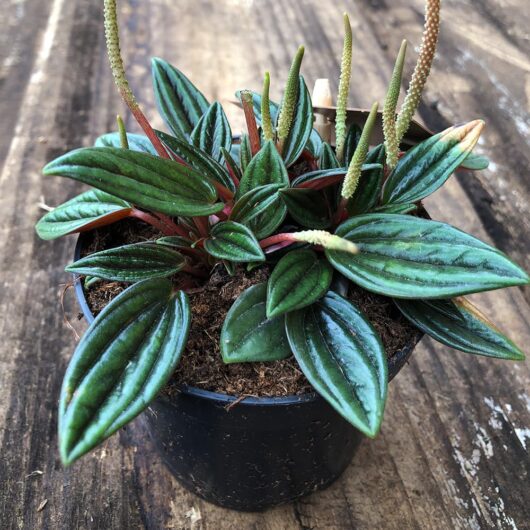 A small Peperomia 'Rosso®' 4" pot with elongated, dark green, textured leaves and thin, upright flower spikes sits on a wooden surface.