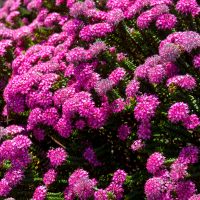 Pimelea 'Sunset Blush' Rice flower in a 7" pot features dense clusters of small, bright pink blossoms atop green foliage, creating a vibrant and lush display in natural sunlight.