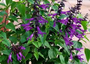 A cluster of green leaves and purple flowers with elongated petals, growing on tall stems, this Salvia 'Amistad' Sage 6" Pot adds a vibrant touch to any garden.