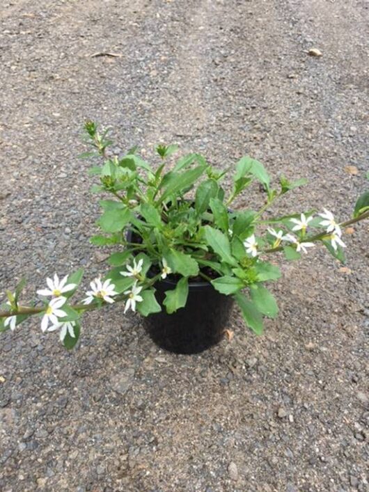 The Scaevola Bondi™ 'White' 6" Pot displays vibrant green foliage and elegant white blooms, beautifully arranged on a gravel surface.