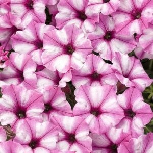 Cluster of Petunia Supertunia® 'Pink Star' 6" Pot with white accents on their petals, creating a vibrant and colorful display.