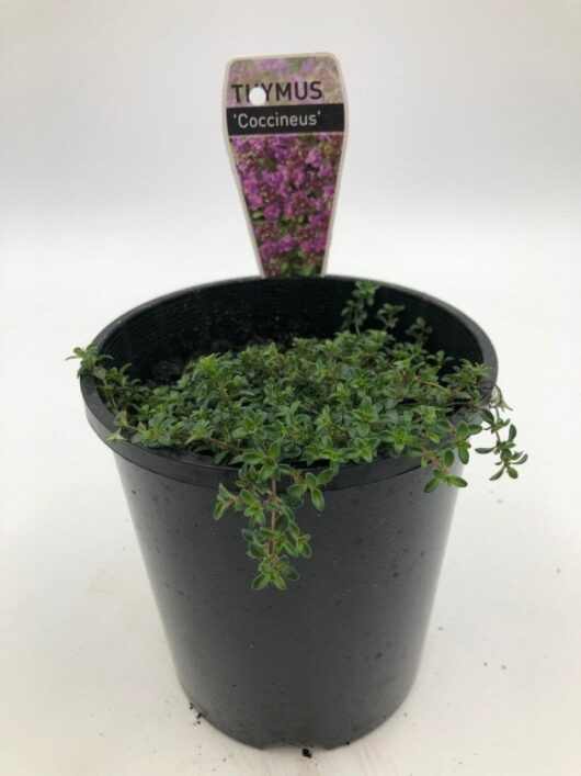 A Thymus 'Crimson Creeping Thyme' 6" Pot, also known as Crimson Creeping Thyme, with green foliage and a plant label inserted in the soil. The label has an image of purple flowers and text reading "Thymus 'Coccineus'" in a 6" pot.