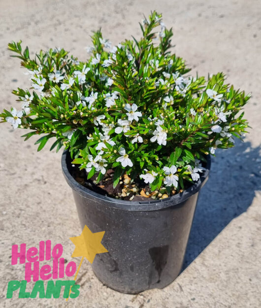 Cuphea 'White' 6" Pot