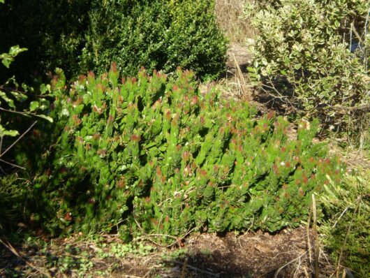 The Callistemon 'Red Rover™' shrub flourishes in the garden, showcasing dense green leaves with vibrant reddish tips, and is housed nicely in a 6" pot.