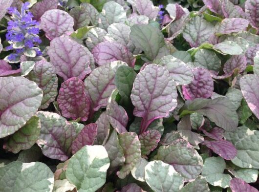 Close-up of a group of Ajuga reptans plants, specifically the striking Burgundy Lace variety, featuring dark green and purple leaves with a small portion of blue flowers visible in the upper left corner. Perfectly showcased in an Ajuga 'Burgundy Lace' 6" Pot.