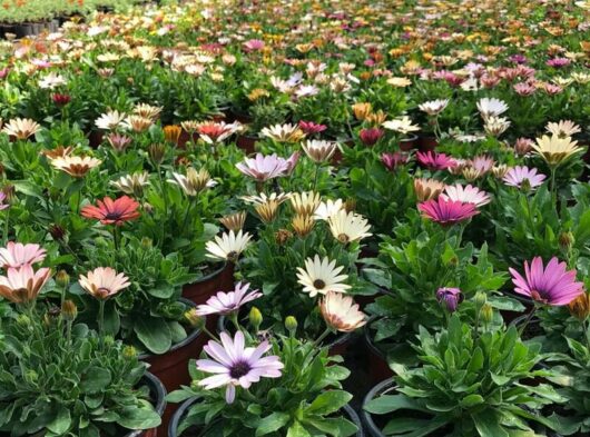 A field of Osteospermum 'Akila Canyon Mix' African Daisies, showcasing stunning shades of pink, purple, and white, blooms vibrantly with lush green foliage in natural light.