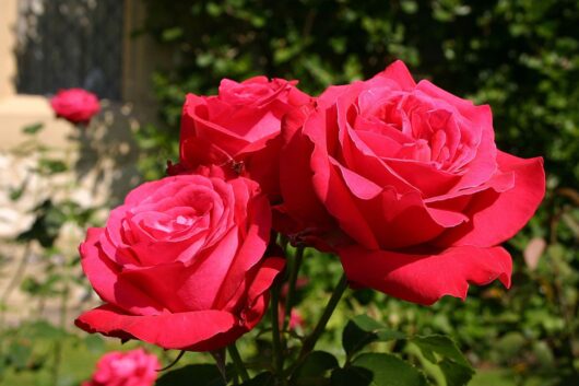 Close-up of three blooming Rose 'Alec's Red®' 3ft Standard on a 3ft standard in a garden with green foliage in the background.