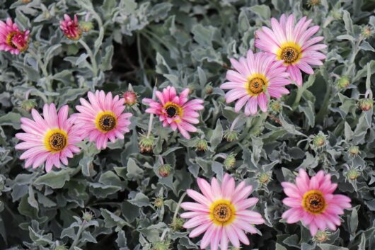 The Arctotis 'Silver Pink Flower' exhibits vibrant blossoms with yellow centers and lush green foliage, making it an ideal candidate for a 6" pot.