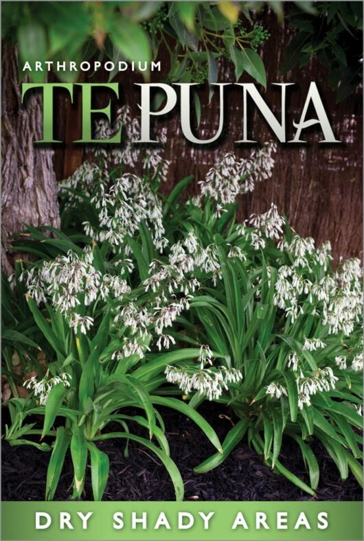 Image of an Arthropodium plant, commonly known as Rock Lily, labeled "Arthropodium 'Te Puna' Rock Lily 6" Pot," suitable for dry, shady areas, with white flowers and green foliage.