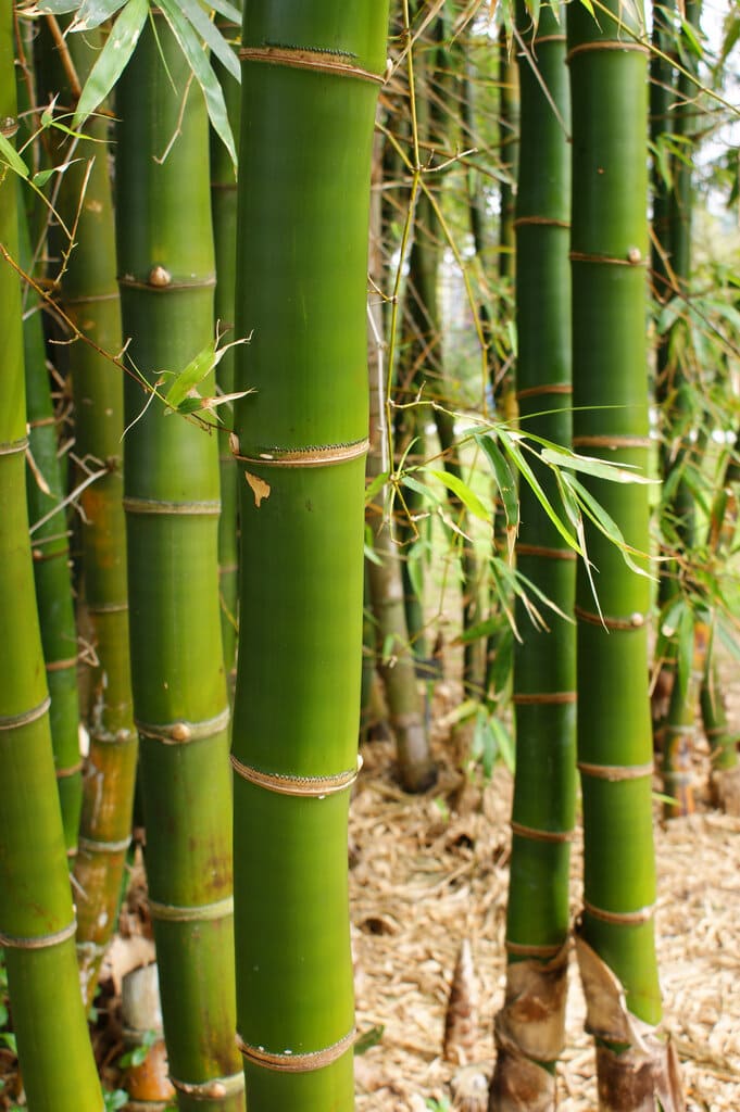 Bamboo