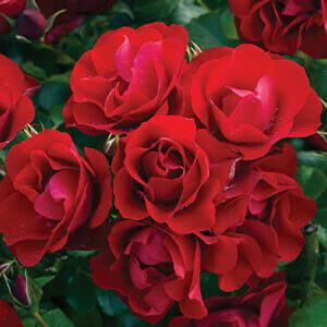 Rose ‘Black Forest’