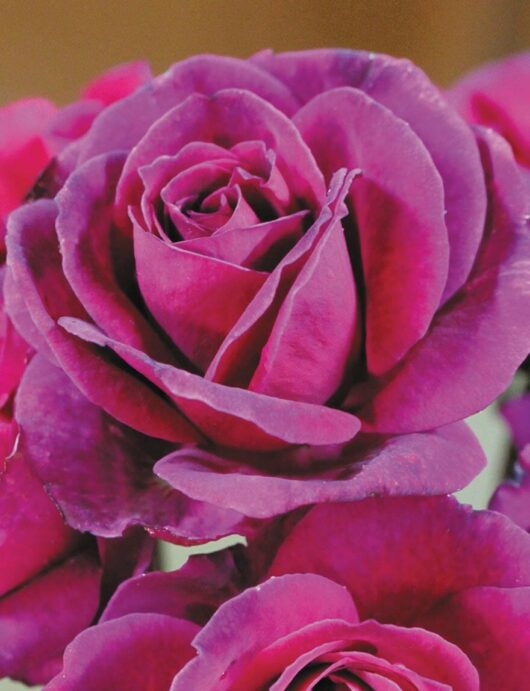 Close-up of a blooming deep purple Rose 'Blackberry Nip' 3ft Standard with multiple petals, surrounded by other partially visible roses in the background.