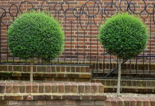 Buxus 'English Box' 2ft (Standard) 13" Pot