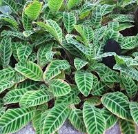 A lush collection of green zebra plants, including striking Zebrina varieties with distinctive stripe-like patterns on their leaves, fills the frame. These vibrant beauties thrive in a Calathea 'Zebrina' 8" Pot.