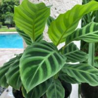 A Calathea 'Zebrina' 8" Pot, flaunting its dark and light green striped leaves, placed outdoors near a stone pillar with a swimming pool in the background.