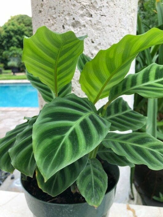 A Calathea 'Zebrina' 8" Pot, flaunting its dark and light green striped leaves, placed outdoors near a stone pillar with a swimming pool in the background.