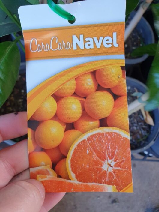 A hand holds a tag labeled "Citrus Orange 'Cara Cara Navel' 4L," featuring images of whole and halved Citrus Oranges against an orange background, with a clear "4L" size specification.