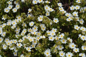 Cistus salviifolius Prostratus Sageleaf Rockrose prostrate creeping rockrose white flowers with yellow centres