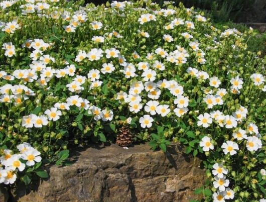 A dense cluster of white flowers with yellow centers from a Cistus 'Sage Leaved' Rockrose 6" Pot thrives atop a rocky surface in an outdoor garden.