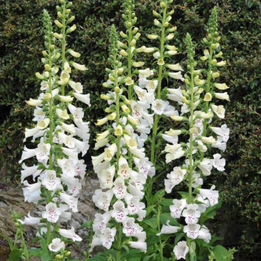 Tall white Digitalis blooms with multiple bell-shaped flowers, surrounded by green foliage, against a dark, leafy background. Ideal for any garden, these Digitalis 'White Foxgloves' 3'' Pot come in a convenient 3'' pot for easy planting.
