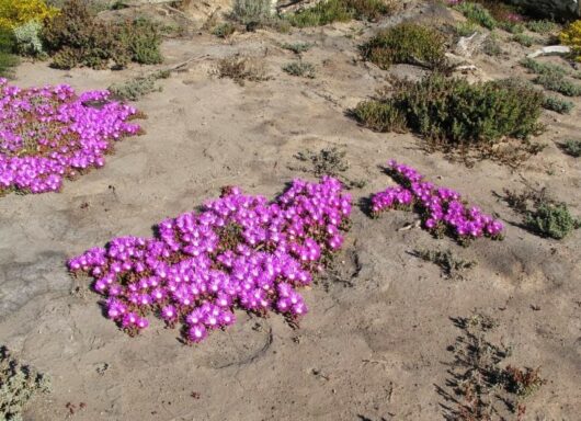 A cluster of bright purple Disphyma crassifolium 'Hot Stuff' Pig Face, available in a 6" pot, grows exuberantly in a rocky, sandy area with sparse vegetation around.
