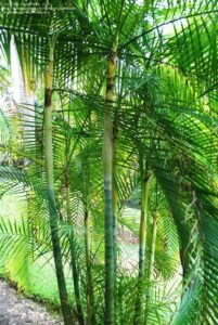 Tall, green, bamboo-like Dypsis 'Sugar Cane Palm' 12'' Pot with long, narrow leaves grow densely in an outdoor garden with visible grass and Dypsis plants in the background.