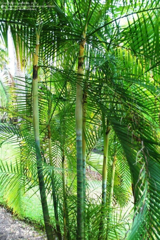 Tall, green, bamboo-like Dypsis 'Sugar Cane Palm' 12'' Pot with long, narrow leaves grow densely in an outdoor garden with visible grass and Dypsis plants in the background.