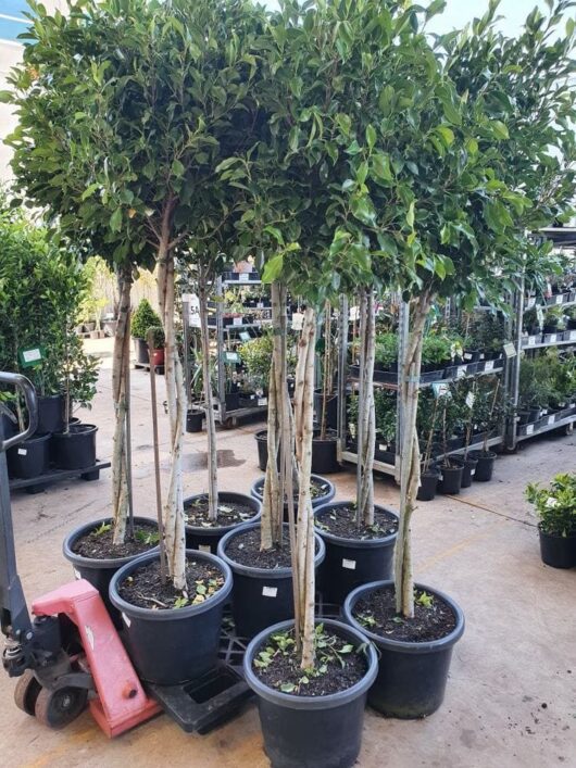 A group of potted trees with slender trunks and lush green foliage, including the elegant Ficus hillii 'Flash' (Standard 1.8m) 16" Pot, on display at a plant nursery.