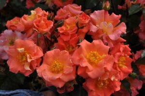 A cluster of vibrant Rose 'Firecracker' 2ft Standard in full bloom, their orange and pink petals with yellow centers glowing brilliantly, surrounded by lush green foliage.