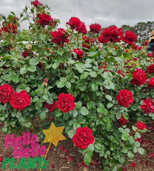 Rose 'Gallipoli' 2ft Standard