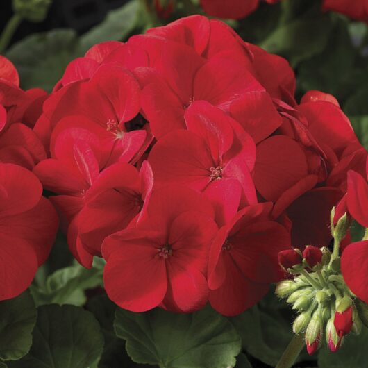 Close-up of a cluster of vibrant Geranium 'Maverick™ Scarlet' 4" Pot flowers, flourishing in a 4" pot with green leaves in the background.