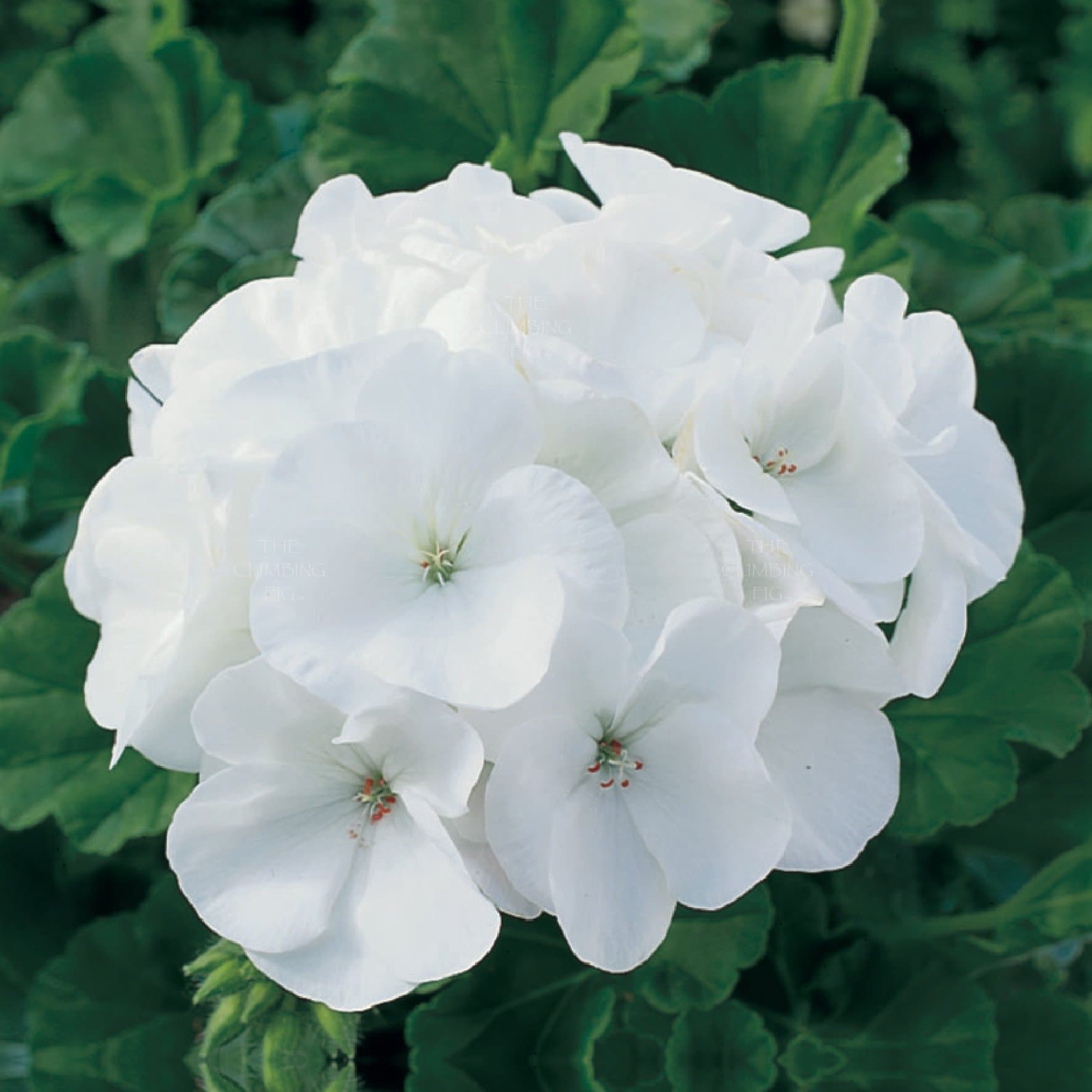 Geranium 'Maverick™ White' 4" Pot - Hello Hello Plants & Garden Supplies
