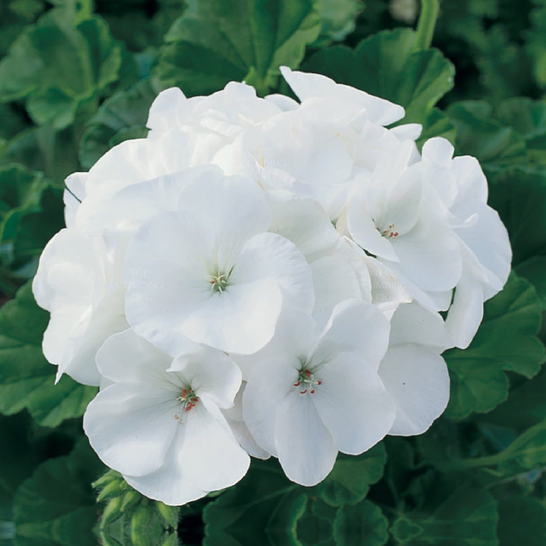 Geraniuм 'Maʋerick™ White' 4" Pot - Hello Hello Plants &aмp; Garden Supplies