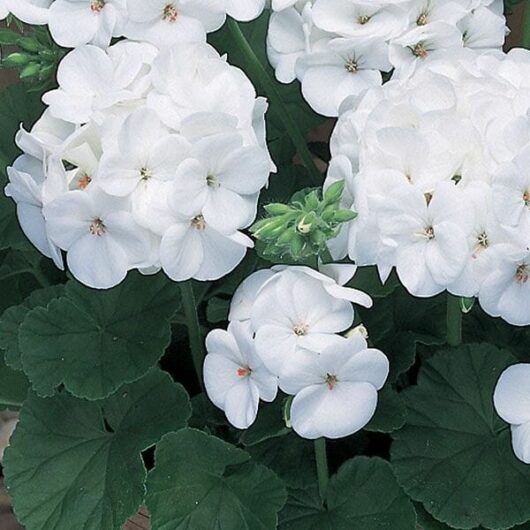Close-up of Geranium 'Maverick™ White' 4" Pot with lush green leaves. The clusters of delicate petals contrast beautifully with the rich foliage below.