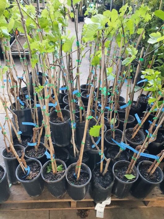 A group of young Vitis 'Crimson' Table Grape 4L plants in black plastic pots are arranged closely together, each supported by stakes and tied with blue ribbons. The pots rest on a wooden pallet in an outdoor setting, promising a future yield of luscious Crimson Table Grapes.