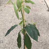 A young Persea 'Hass' Avocado 5L Pot in a black plastic 5L pot with a wooden stake for support is situated on a concrete surface, surrounded by other potted plants.