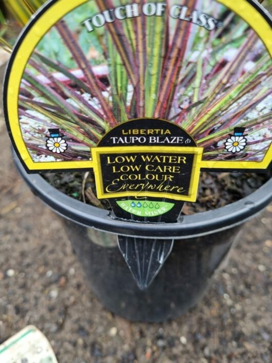 Libertia 'Taupo Blaze' 7" Pot