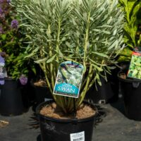 Hello Hello Plants Nursery Melbourne Victoria Australia Euphorbia characias x wulfenii Silver Swan 20cm pot