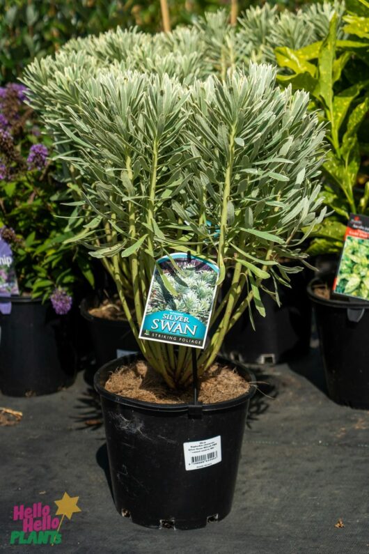 Hello Hello Plants Nursery Melbourne Victoria Australia Euphorbia characias x wulfenii Silver Swan 20cm pot