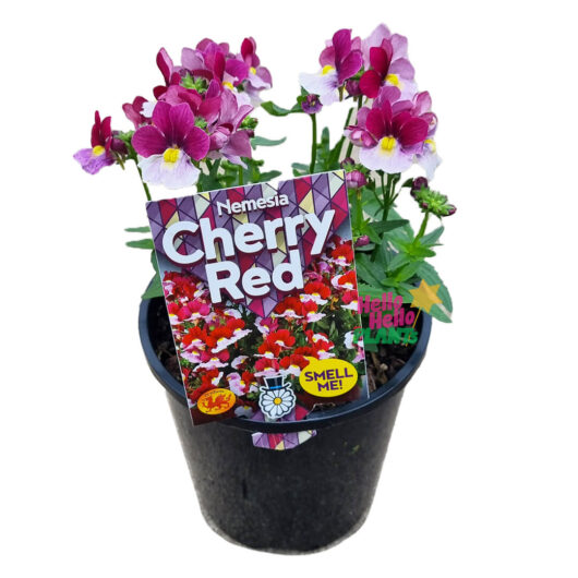 Hello Hello Plants Nemesia ‘Cherry Red’ 6″ Pot