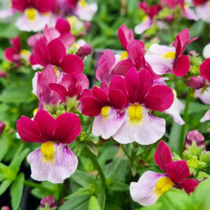 Hello Hello Plants Nemesia ‘Cherry Red’ Flowers