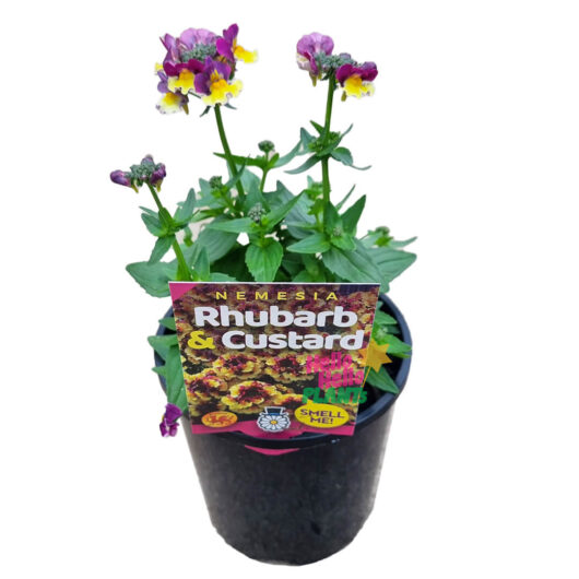 Hello Hello Plants Nemesia ‘Rhubarb and Custard’ 6″ Pot