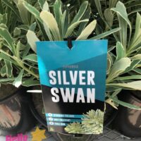 Euphorbia 'Silver Swan' 8" Pot