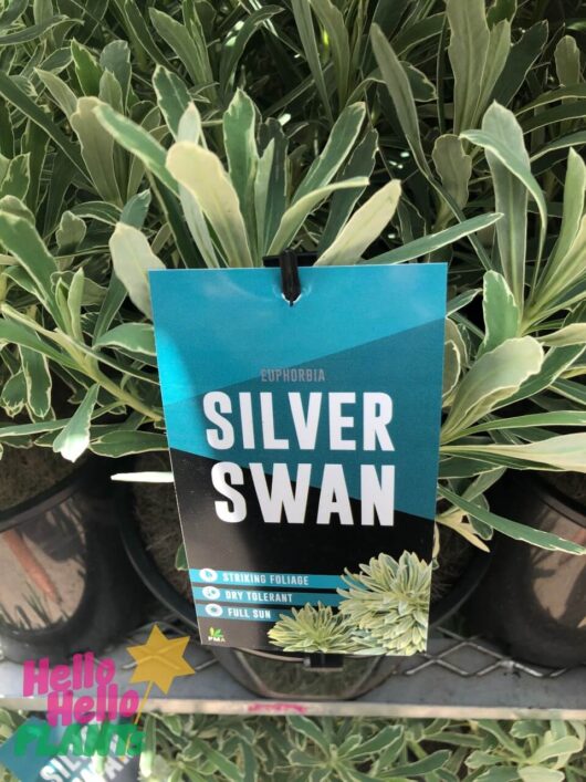 Euphorbia 'Silver Swan' 6" Pot