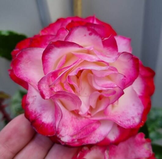 Rose 'Fire and Ice'